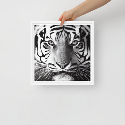 White Tiger Framed canvas